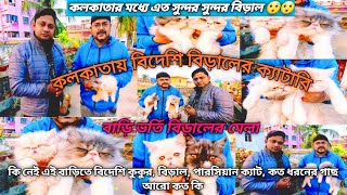 Best Quality Persian Cat Kennel in Kolkata😱🔥Low Price Persian Cat in Kolkata IPersian Kitten cattery [upl. by Burrow]