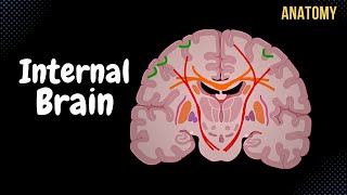 Internal Cerebrum Association Commissural Projection Fibers Basal Ganglion [upl. by Peri]