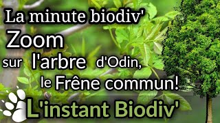 Minute Biodiv ZOOM sur larbre dODIN le FRÊNE COMMUN [upl. by Aicila]