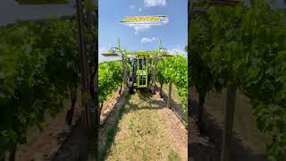 Trimming Grapevines with a Collard Trimmer and John Deere 4066R Tractor farming farmequipment [upl. by Harms]