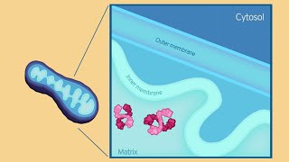 Video synopsis TFEB regulates mitochondrial complex I EMBO Reports [upl. by Aikemit]