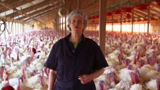 Turkey Farm amp Processing Plant Tour Temple Grandin [upl. by Affrica437]