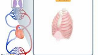 The mechanism of breathing [upl. by Henigman]