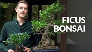 Ficus Bonsai tree care [upl. by Latsyrc]