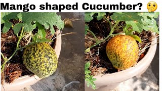 Mango shaped Cucumber 🤔  Round Cucumber [upl. by Margy]