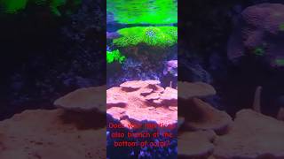 Monticap scrolling montipora coralcantwait saltwateraquarium reefobsessed keepgrowing reef [upl. by Anauq453]