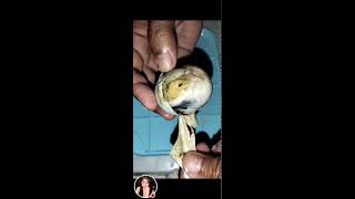 Balut egg embryo Philippines most known exotic food viral egg eggcooking [upl. by Sezen]