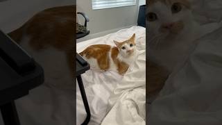 My Kitty chasing her tail🐈 viralvideo funnykitty funnycat funnypet catlover ytshorts [upl. by Clarabelle]