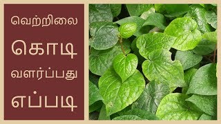 வெற்றிலை கொடி வளர்ப்பது எப்படி  How to Grow betel Leaf in tamil [upl. by Didier]