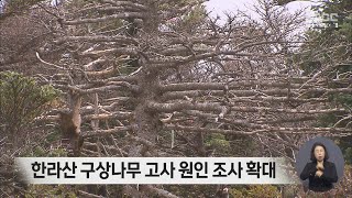 한라산 구상나무 고사 원인 조사 확대 [upl. by Tegdirb466]