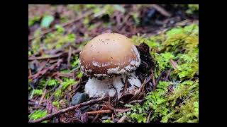 January Mushroom Foraging [upl. by Sadye]