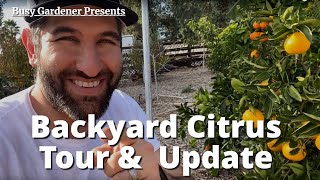 Backyard Citrus Orchard Tour and Update  The Fruit Is RIPE 🍊🍋 Oranges Mandarins Tangelos Limes [upl. by Millar966]