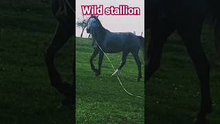 Wild stallion [upl. by Denzil]