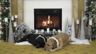 Fairmont Hotel Vancouver Presents quotHowliday Fireplacequot Featuring Canine Ambassadors Ella amp Elly [upl. by Curkell]