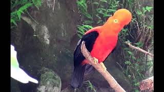 El gallito de las rocas o tunqui  Ave nacional del Perú [upl. by Lamee]