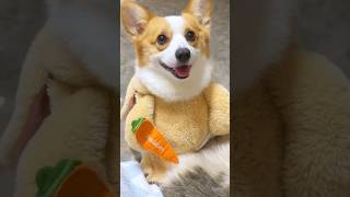 LIVING WITH A CLINGY CORGI IS IIKE [upl. by Audras]