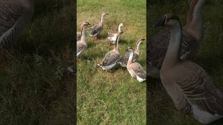 pat animalspat duck 🦆pat birds 🤗🤗 [upl. by Atolrac]