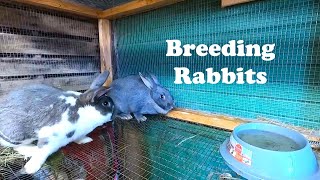 Breeding Rabbits 2024 [upl. by Ricoriki840]