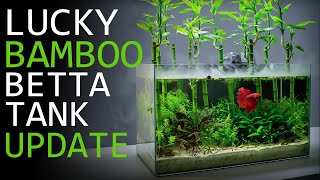 Maintaining a Lucky Bamboo Betta Aquarium  3 Month Update [upl. by Goodard]