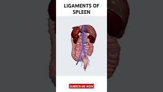 Ligaments of Spleen organsystem anatomy shorts [upl. by Giesser]