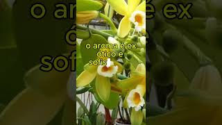 O Perfume Exótico das Orquídeas Shorts [upl. by Siednarb]