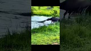 మొసలి నోటికి బర్రె చిక్కితేpowerful buffalo pulls crocodile out of water wildlife janardhanfactz [upl. by Blisse]