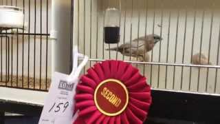 Top 10 Society Finches  Rare Division WCZSFS 14 [upl. by Notsnarc]