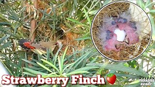 Strawberry finch  Red avadavat  Day by Day in the nest Timelapse  Amandava amandava   Birds [upl. by Latisha]