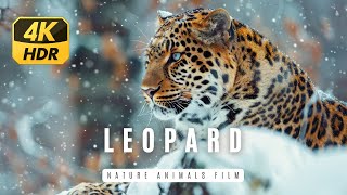 Colorful Animals 4K Around the World🌿Leopard🐆Soft Piano Music [upl. by Nyltiac]