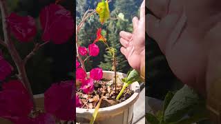 Tropaeolum Majus Flower Shortbalconygarden balconyflowers outdoorplants permanent Flower [upl. by Renick]