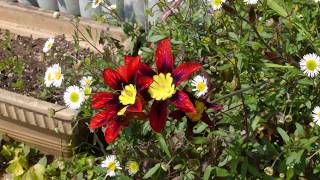 Timelapse Sparaxis tricolor flowers [upl. by Belita]