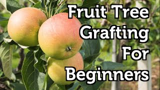 Fruit Tree Grafting for Beginners [upl. by Llehcor288]