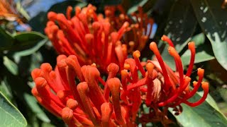 Alloxylon flammeum Tree Waratah  Must see October 2020 [upl. by Margery755]