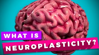 Neuroplasticity and learning explained [upl. by Alexandra]