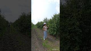 Moose Jaw Saskatchewan picking berry [upl. by Haimorej]