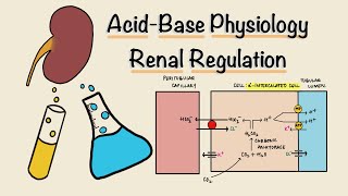 Acid Base Physiology  Part Three  Renal Regulation  Acidification of Urine  Renal Physiology [upl. by Agnesse]