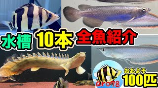 大型魚系youtuber総勢100匹❗️❓管理水槽全紹介 熱帯魚 コリドラス たくさん！アロワナ ダトニオ ポリプテルス飼育 aro78 [upl. by Yenffit540]