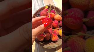 Litchi SEASON 🤤YUMMY JUICE🤤🥰recipe viral ytshorts food shorts trending [upl. by Attiuqihc]