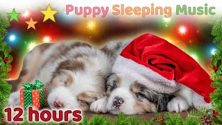 ☆ 12 HOURS ☆ CHRISTMAS Music for Dogs NO ADS 🎄🎅 ♫ SLEEP MUSIC for Dogs 🐶 Puppy Sleeping Music [upl. by Aicilihp345]