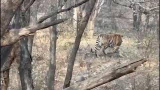 Wild Encounter Tigress Noori Meets Leopard in Ranthambore National Park Zone 2 [upl. by Cryan463]