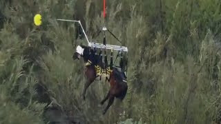 Horse Hoisted Into Air Rescued From River [upl. by Zarger]