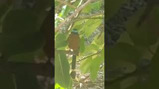 Motmot bird motmot nature birds crimelab357 [upl. by Esinyl]