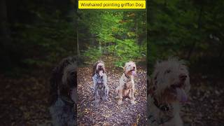 Wirehaired pointing griffon Dog 🐕 shorts griffon dog doglover [upl. by Obed453]