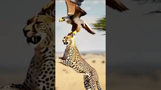 Eagle took the Tiger successfully shorts viral animals tranding [upl. by Niwre]