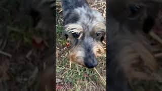 Video of adoptable pet named Buddy [upl. by Apeed]