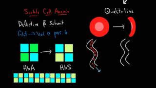 Hemoglobin and Hemoglobinopathies [upl. by Aivin]