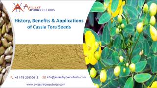 History Benefits amp Applications of Cassia Tora Seeds  wwwavlasthydrocolloidscom [upl. by Finbar328]