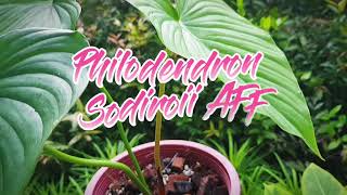 Philodendron Sodiroi aff  Rare  Plants and plants philodendron sodiroiaff [upl. by Misaq]