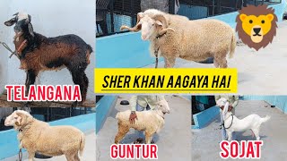 TOP Class Vilayati SHEEP 🐏  GUNTUR Sheep 🐑  Telangana sheep 🐑  Sojat female available in Hyd [upl. by Nagar]