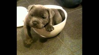 Blue english staffordshire bullterrier puppy [upl. by Kilroy]